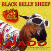 madd Black Belly Sheep