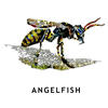Angelfish Come Closer