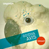Godiva Avis - EP