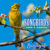 Echoes Of Nature Songbirds: Park & Garden (Over 25 Beautiful Bird Songs & Sounds)