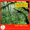 Gomer Edwin Evans Music for Friends of the Rainforest