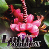 Ananda Project Abstract Latin Lounge III - a Nitegrooves Compilation