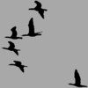 Damien Dempsey Canadian Geese (Radio Edit) - Single