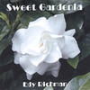 Edy Richman Sweet Gardenia