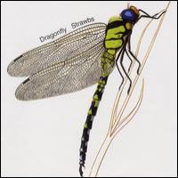 Strawbs Dragonfly