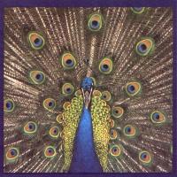 The Bluetones Expecting to Fly